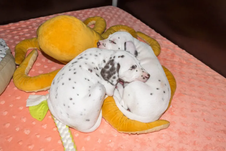 40. Lebenstag - B-Wurf (10)