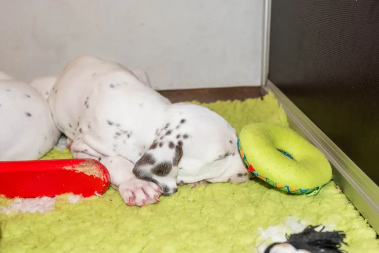 40. Lebenstag - B-Wurf (2)