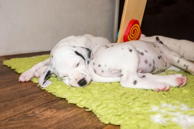 40. Lebenstag - B-Wurf (4)