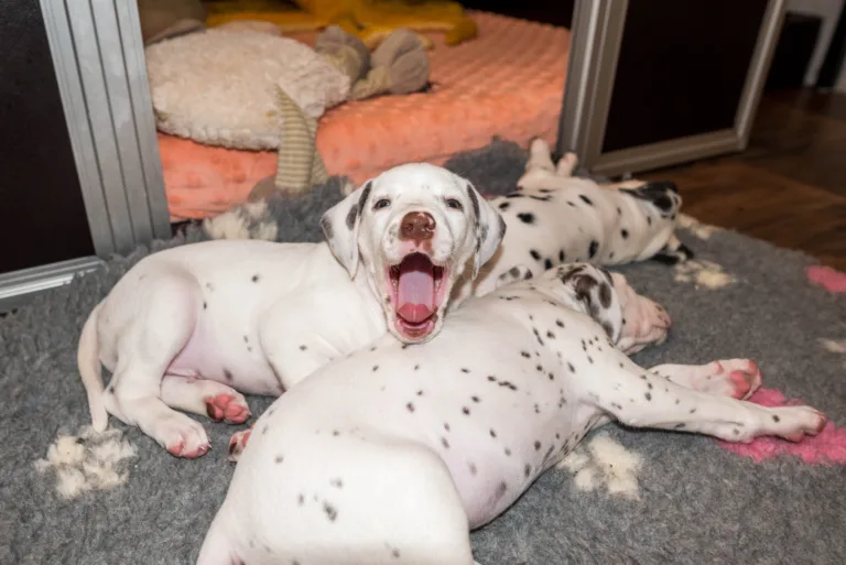 40. Lebenstag - B-Wurf (6)