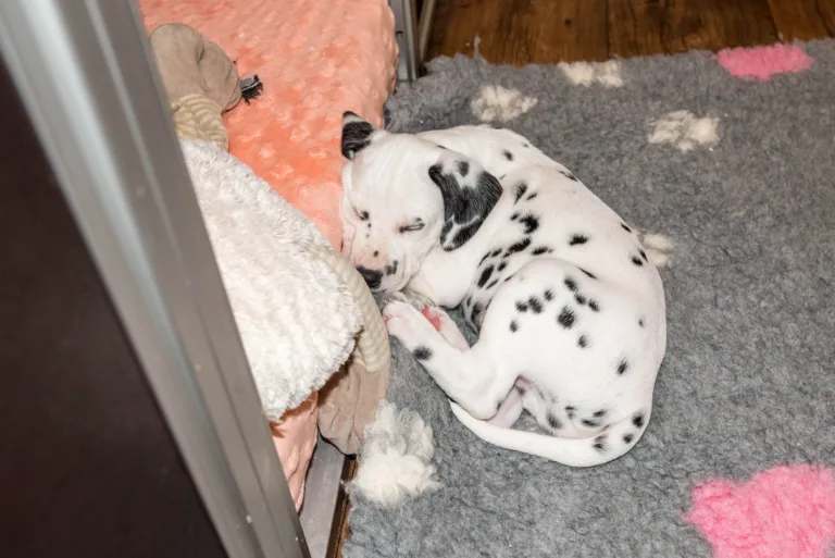 40. Lebenstag - B-Wurf (7)