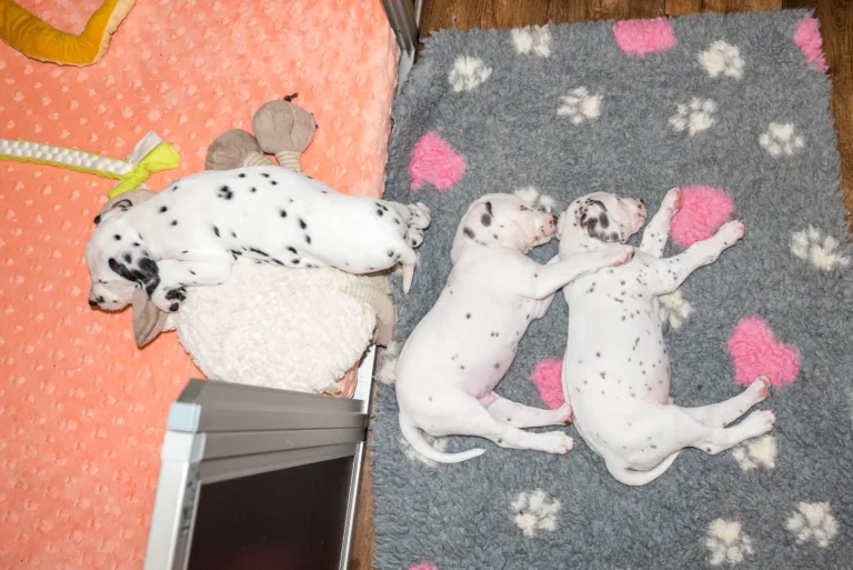 40. Lebenstag - B-Wurf (8)