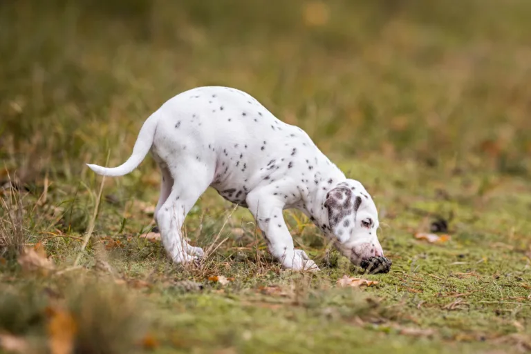 41. Lebenstag - B-Wurf (1)