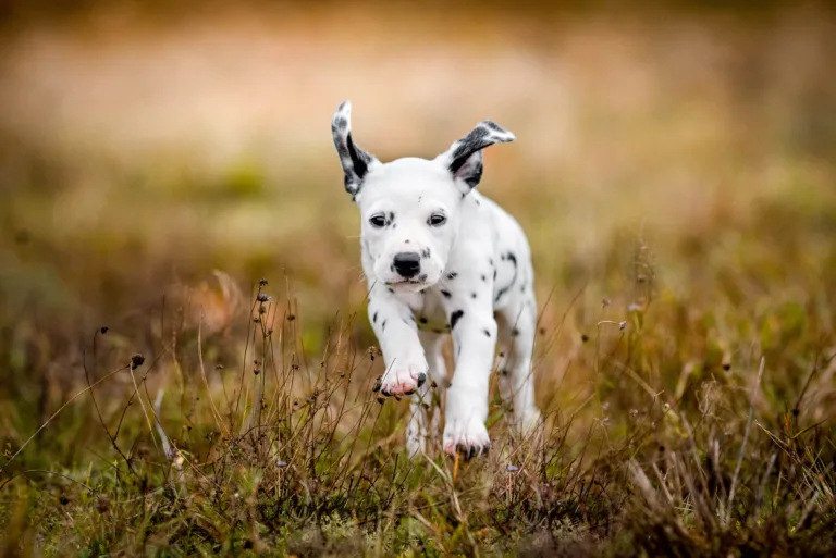 41. Lebenstag - B-Wurf (15)