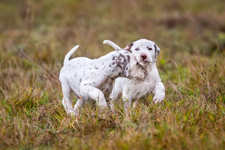 41. Lebenstag - B-Wurf (16)