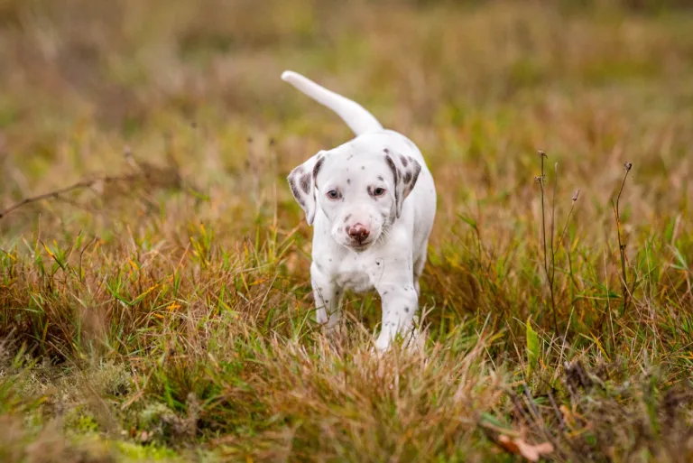 41. Lebenstag - B-Wurf (17)