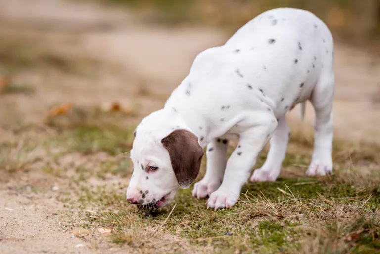 41. Lebenstag - B-Wurf (2)