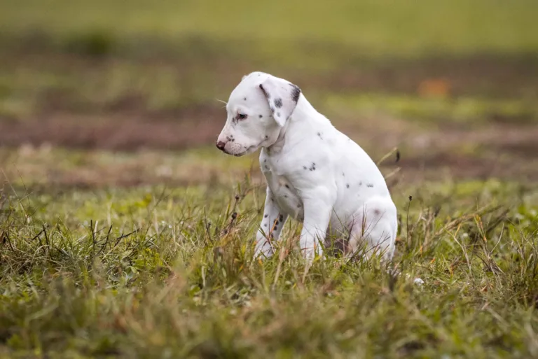 41. Lebenstag - B-Wurf (23)