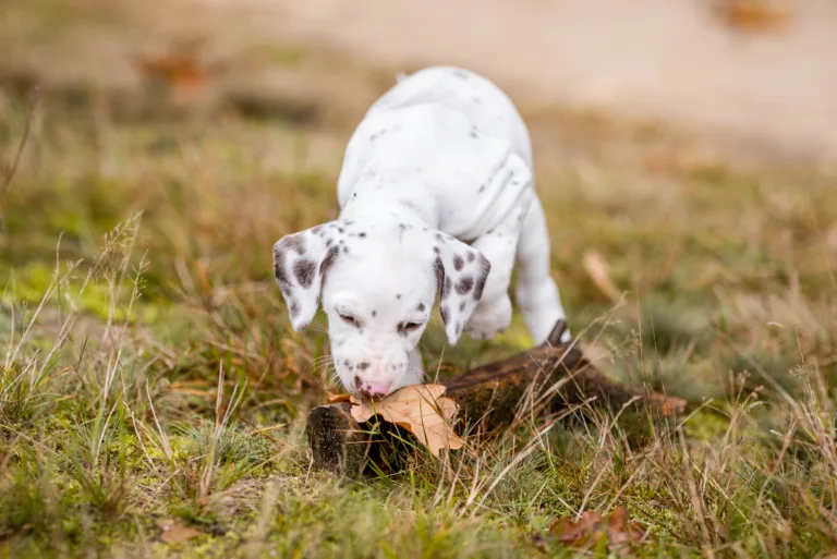 41. Lebenstag - B-Wurf (3)
