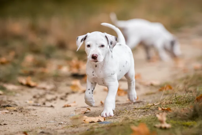 41. Lebenstag - B-Wurf (4)