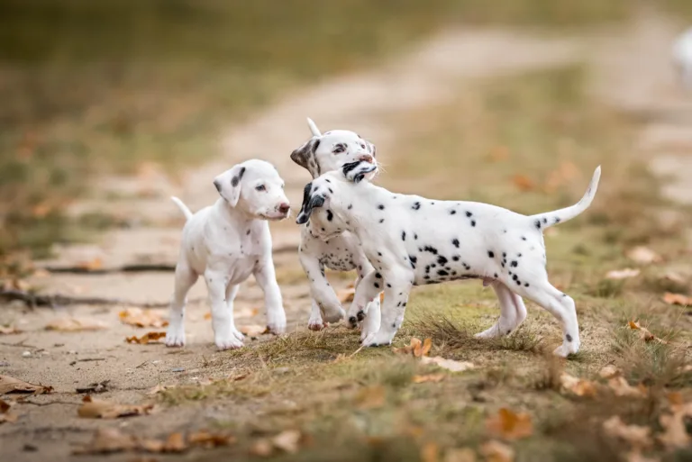 41. Lebenstag - B-Wurf (5)