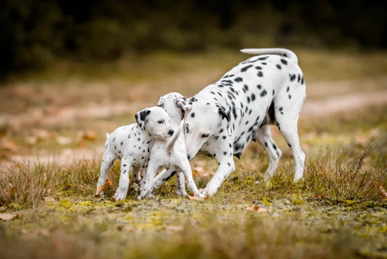 41. Lebenstag - B-Wurf (8)
