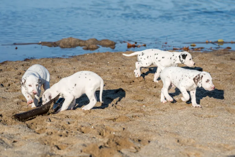 43. Lebenstag - B-Wurf (1)