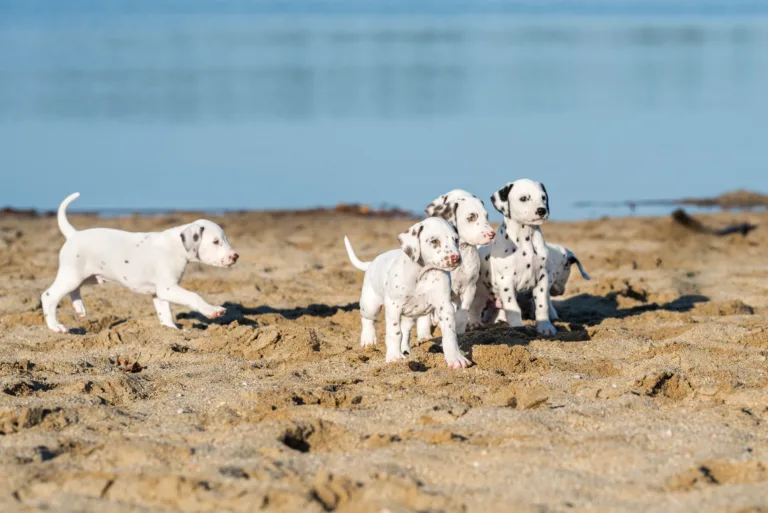 43. Lebenstag - B-Wurf (11)