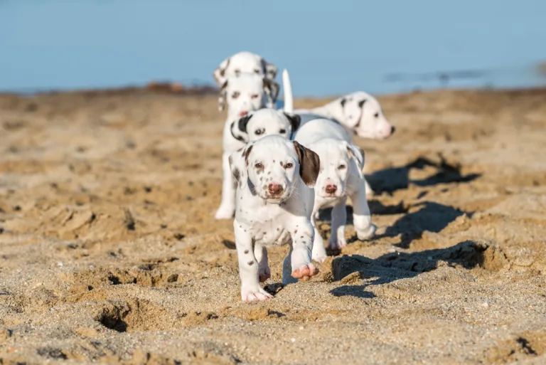 43. Lebenstag - B-Wurf (12)