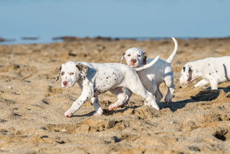 43. Lebenstag - B-Wurf (13)