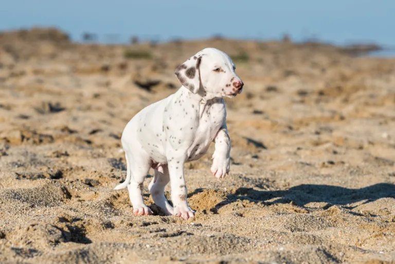 43. Lebenstag - B-Wurf (15)