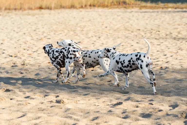 43. Lebenstag - B-Wurf (17)