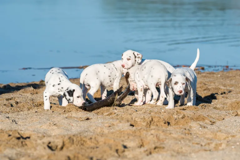 43. Lebenstag - B-Wurf (2)
