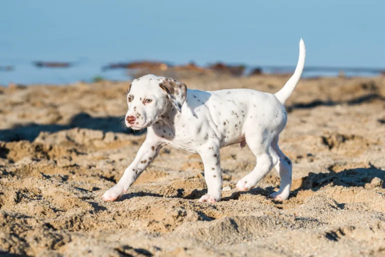 43. Lebenstag - B-Wurf (3)