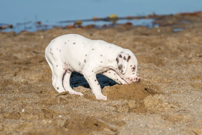 43. Lebenstag - B-Wurf (4)