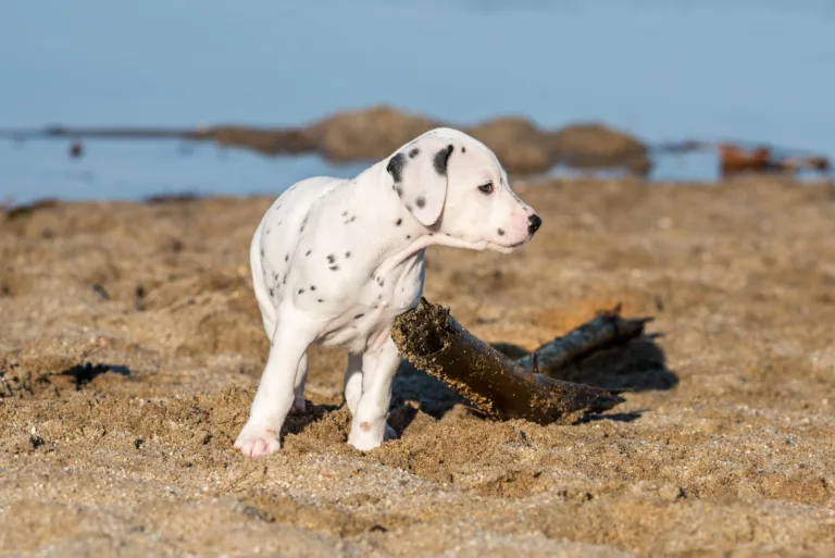 43. Lebenstag - B-Wurf (5)
