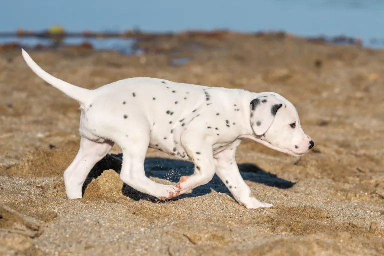 43. Lebenstag - B-Wurf (6)