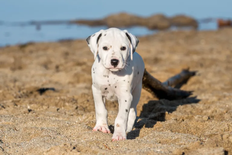 43. Lebenstag - B-Wurf (7)