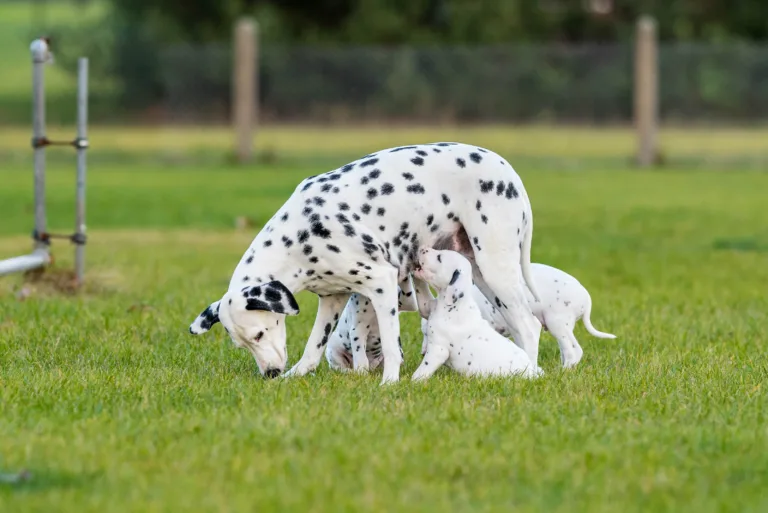 44. Lebenstag - B-Wurf (1)