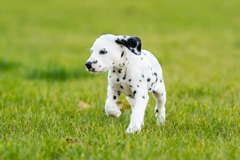 44. Lebenstag - B-Wurf (10)