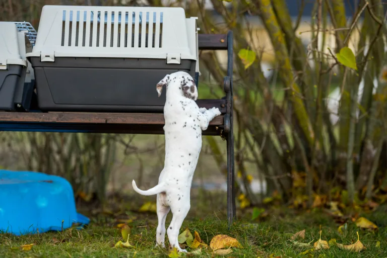 44. Lebenstag - B-Wurf (11)