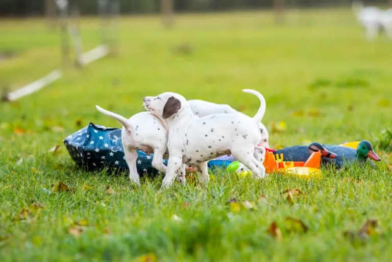 44. Lebenstag - B-Wurf (13)
