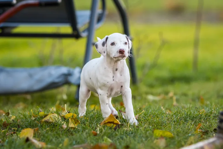 44. Lebenstag - B-Wurf (14)