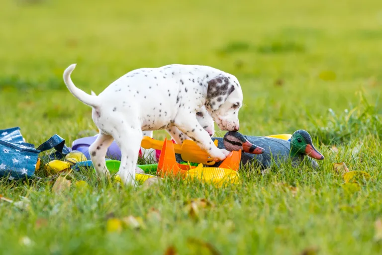 44. Lebenstag - B-Wurf (15)