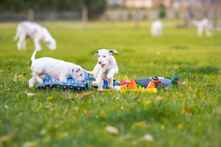 44. Lebenstag - B-Wurf (17)