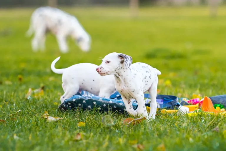 44. Lebenstag - B-Wurf (18)