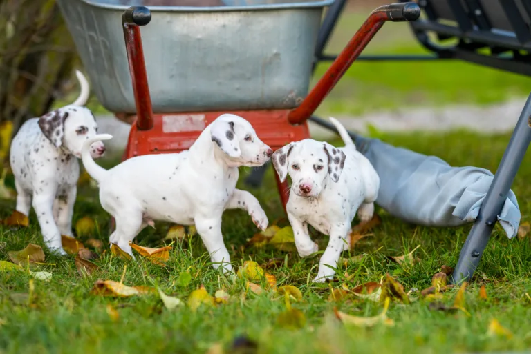 44. Lebenstag - B-Wurf (2)