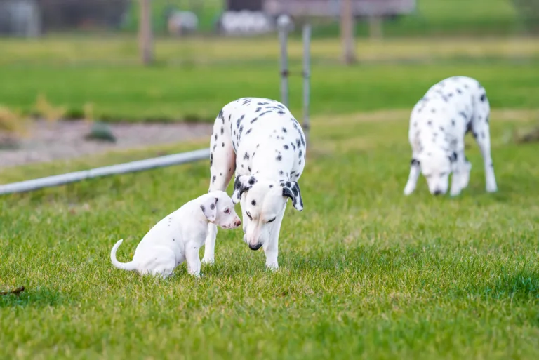 44. Lebenstag - B-Wurf (23)