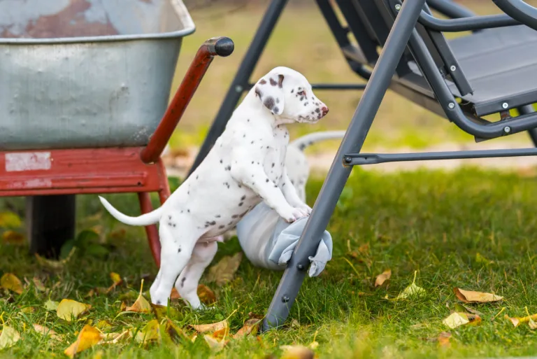 44. Lebenstag - B-Wurf (24)