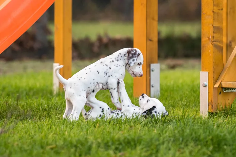 44. Lebenstag - B-Wurf (25)