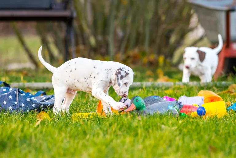 44. Lebenstag - B-Wurf (26)