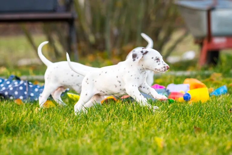44. Lebenstag - B-Wurf (27)