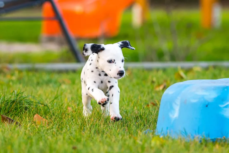 44. Lebenstag - B-Wurf (30)