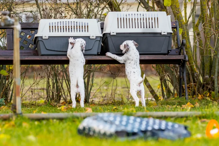 44. Lebenstag - B-Wurf (31)