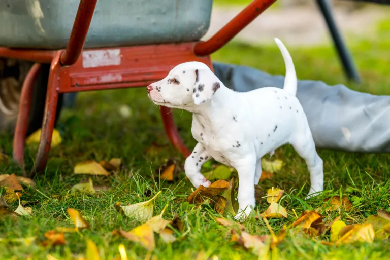 44. Lebenstag - B-Wurf (37)