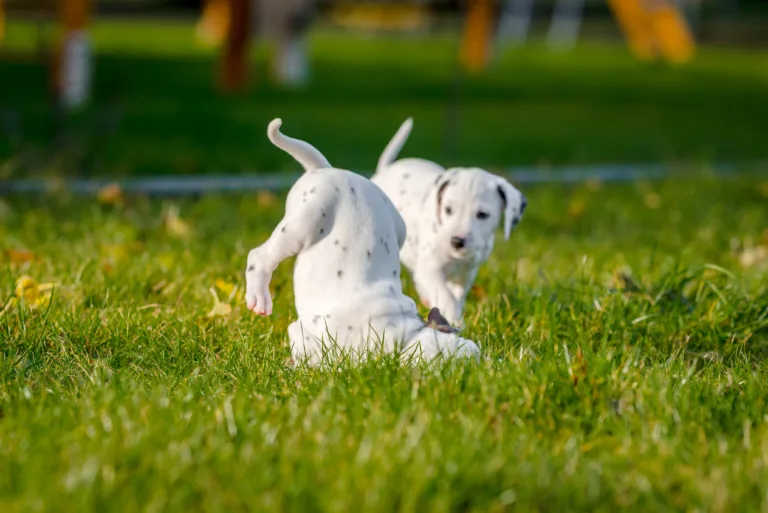 44. Lebenstag - B-Wurf (38)