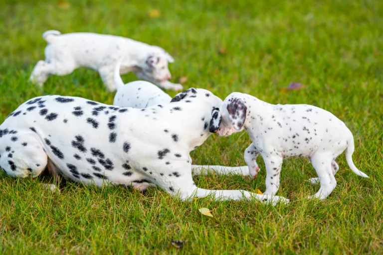 44. Lebenstag - B-Wurf (39)