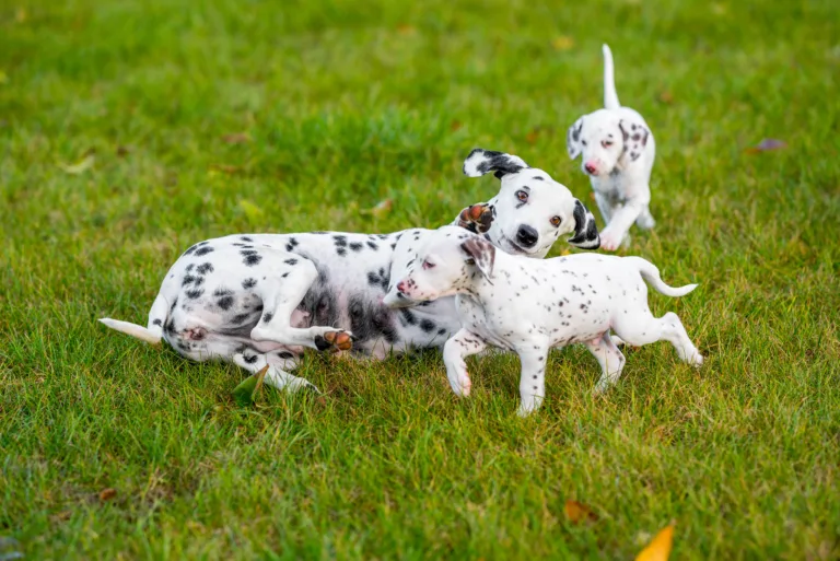 44. Lebenstag - B-Wurf (40)