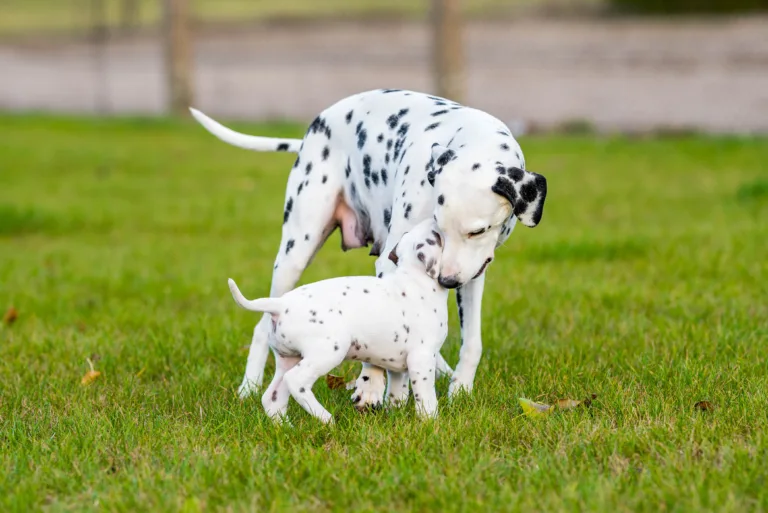 44. Lebenstag - B-Wurf (41)