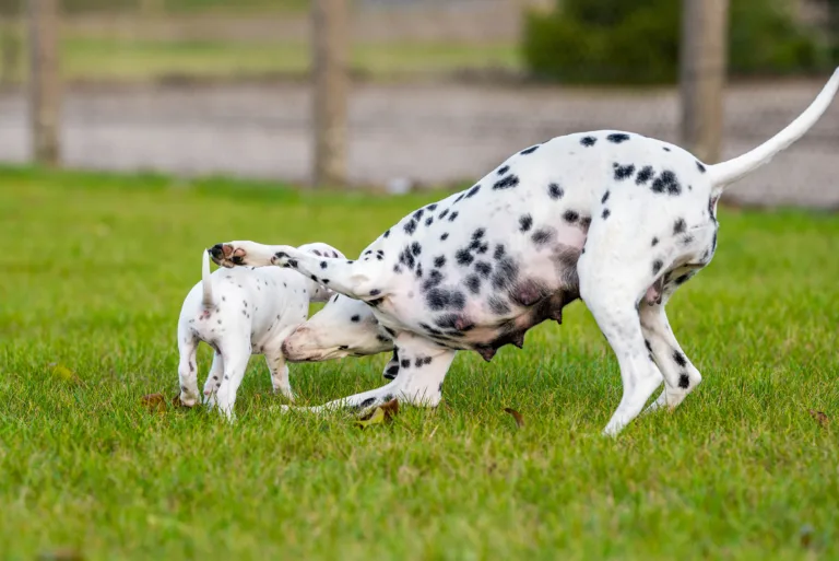 44. Lebenstag - B-Wurf (42)